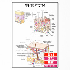 Listing image for Human Skin Anatomy Medical Poster Doctor Educational Decor Poster A5 A4 A3