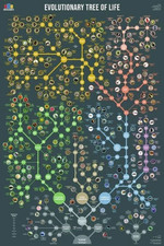 Listing image for Evolutionary Tree of Life Science Infographic Educational Poster