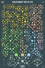 Listing image for Evolutionary Tree of Life Infographic Science Wall Art Poster