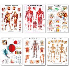 Listing image for UK - Medical Education Chart Skeletal System Human Body Brain Physiology Poster