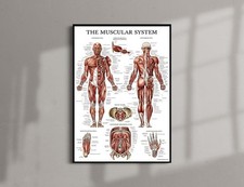 Listing image for Human Muscular System Anatomical Chart Medical Education Study Wall Art Poster